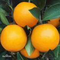 永兴冰糖橙（10斤装） 农户自家种植的 预售10万斤 会员包邮专享价29.99元